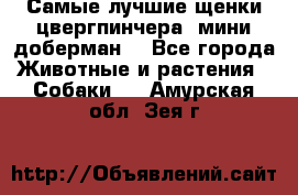 Самые лучшие щенки цвергпинчера (мини доберман) - Все города Животные и растения » Собаки   . Амурская обл.,Зея г.